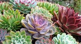 Lutheran Ladies present “You Grow Girl”